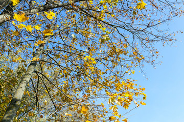 Fototapeta premium yellowed maple trees