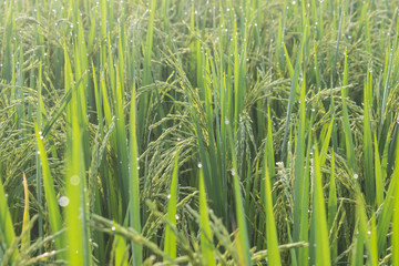 Rice with bokeh water drops on the rice in the morning