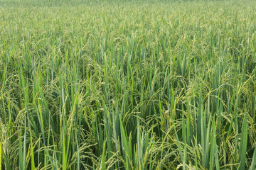 Rice with bokeh water drops on the rice in the morning
