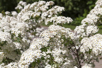 flowering shrub