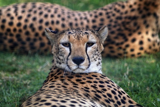 Closeup of leopard