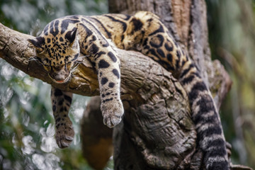 clouded leopard sleeping on tree