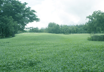 Green lawn and trees