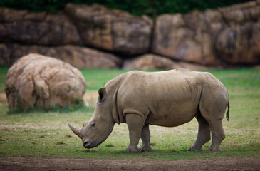 Fototapeta premium Rhino profile