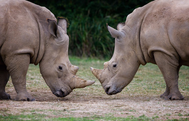 Fototapeta premium Two rhinos