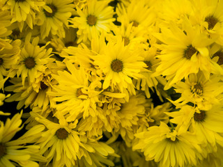 beautiful yellow Flowers at the graden