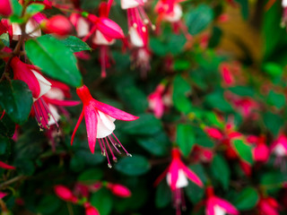 fuchsia flowers