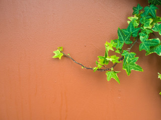 Fototapeta na wymiar Leaves on the wall