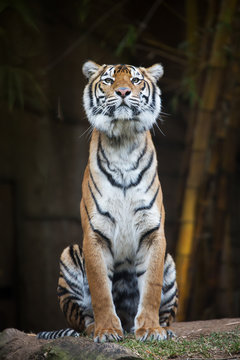 Tiger facing the camera