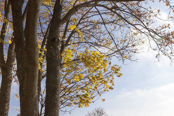 Obraz premium yellow maple leaves on a tree