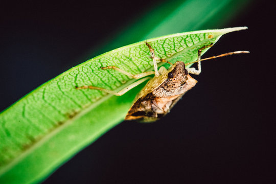 Pentatomidae or stink bug hanging on a leaf