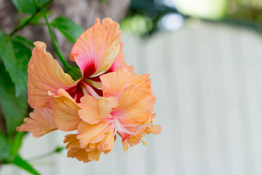 Hibiscus flowers - orange flower