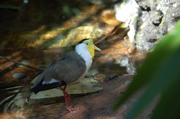 yellow bird
