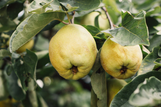 Ripe Quinces hanging from a tree