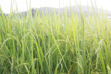 Rice with bokeh water drops on the rice in the morning