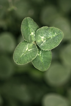 Four Leaf Clover Macro