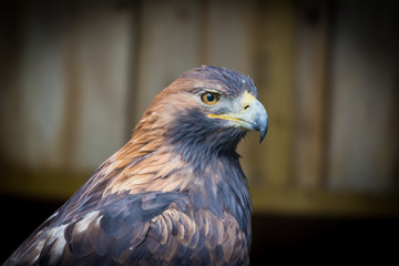 Golden Eagle
