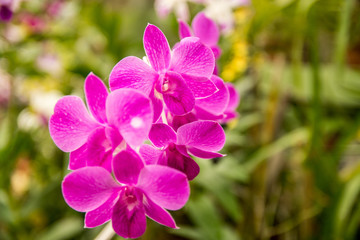 Fototapeta na wymiar Beautiful Fowers Orchids