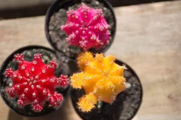 Give some colorful cactus for special occasion