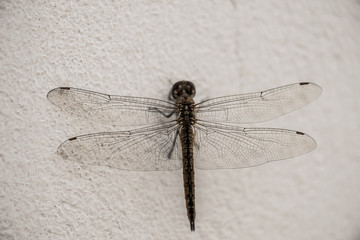 Libélula