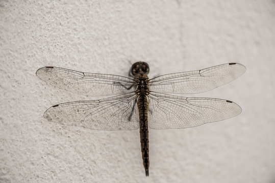 Lib&eacute;lula