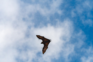 Fruit Bats Sri Lanka Daytime