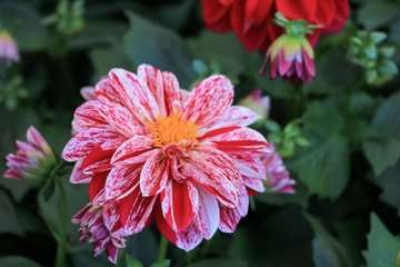 Beautiful white pink chrysanthemum flower in the autumn garden