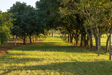 Caminho
