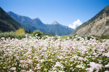 Blossoming field of buckwheat high up in the himalayas.