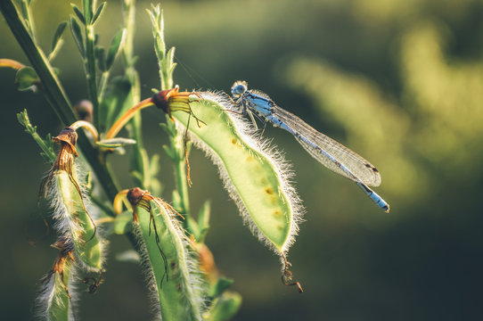 Common Blue Damselfly resting at sunset.