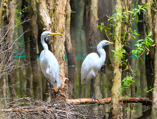 Stork relaxing in the nature reserve. These birds are grouped and should be preserved in the natural world