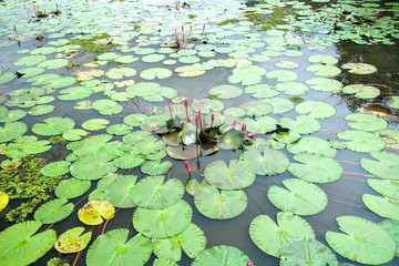 Spread the leaves Water Lilies on the lake soon welcome a beautiful sunshine