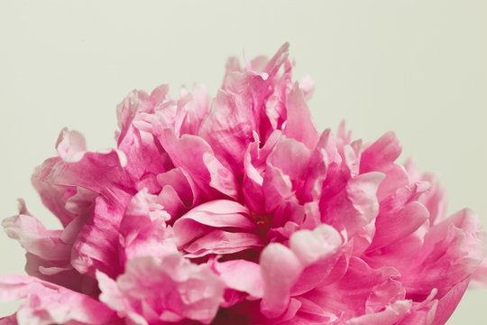 macro image of a pink peony