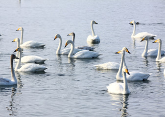Wintering of swans on lake in Altai