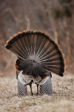 Turkey Tail