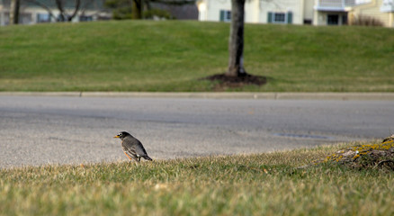 Even robins look both ways before crossing the street