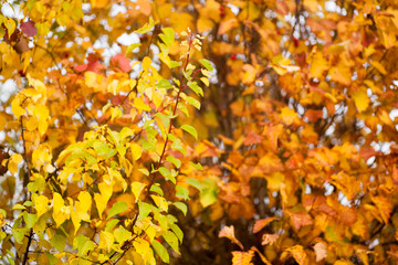Naklejka na ściany i meble Autumn beech leaves decorate a beautiful nature bokeh background with forest
