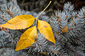 Three yellow leaves on pine needles