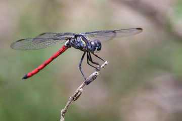 Image of an Asiatic Blood Tail dragonfly(Lathrecista asiatica) on a tree branch. Insect. Animal.