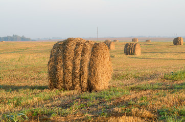 rolls of hay in field.