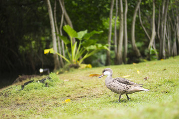Pintail is sitting in the green grass. Water bird in the meadow. A beautiful animal in the nature habitat