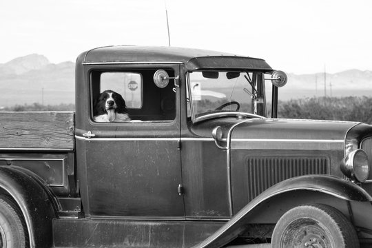 Dog riding in the passenger seat of an antique pickup truck