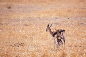 gazelle with her calf in Masai Mara National Park in Kenya Africa