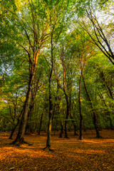 Autumn forest, fallen yellow leaves