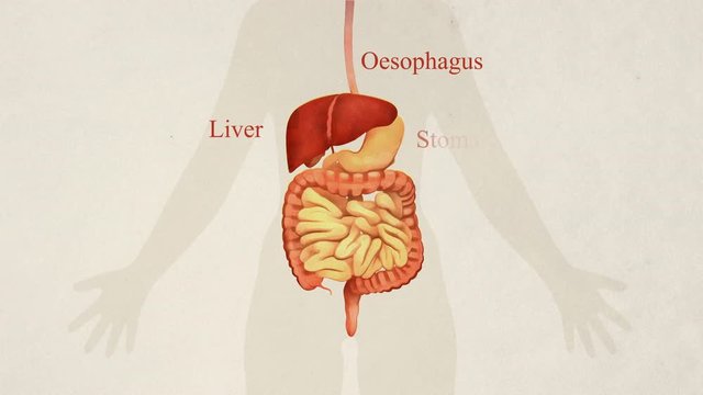 illustration of gastrointestinal tract anatomy