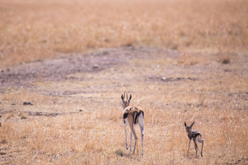 gazelle with her calf in Masai Mara National Park in Kenya Africa