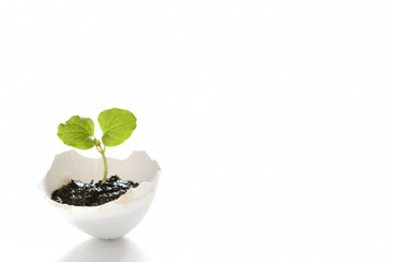 卵の殻の中の双葉  生命の誕生イメージ
