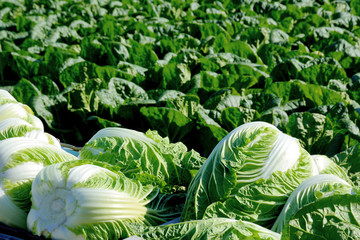 白菜畑　収穫した白菜