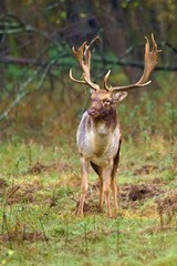 Naklejka na ściany i meble Beautiful fallow deer male (dama dama) in autumn forest.