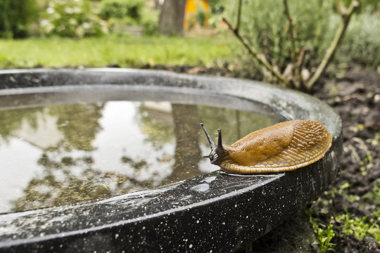 Brown slug on the rim of a bird bath in a garden